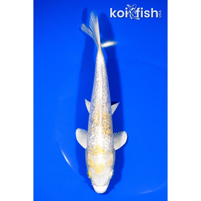7.5" GINRIN HARIWAKE