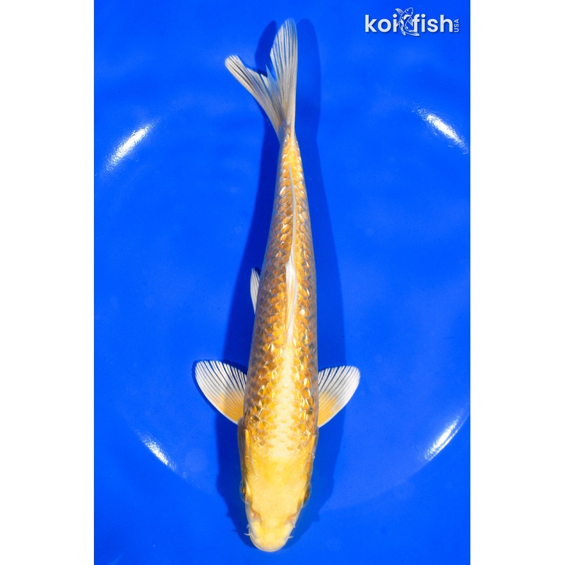 7.5" GINRIN YAMABUKI OGON