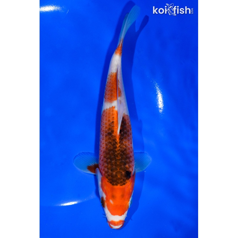 7.5" GOROMO