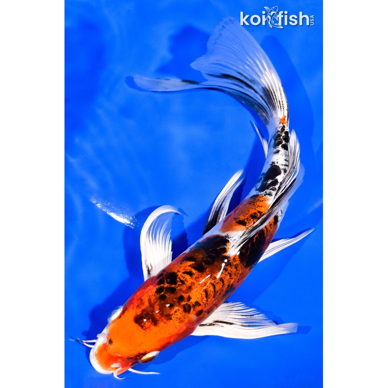 7.5" HEISEI NISHIKI BUTTERFLY