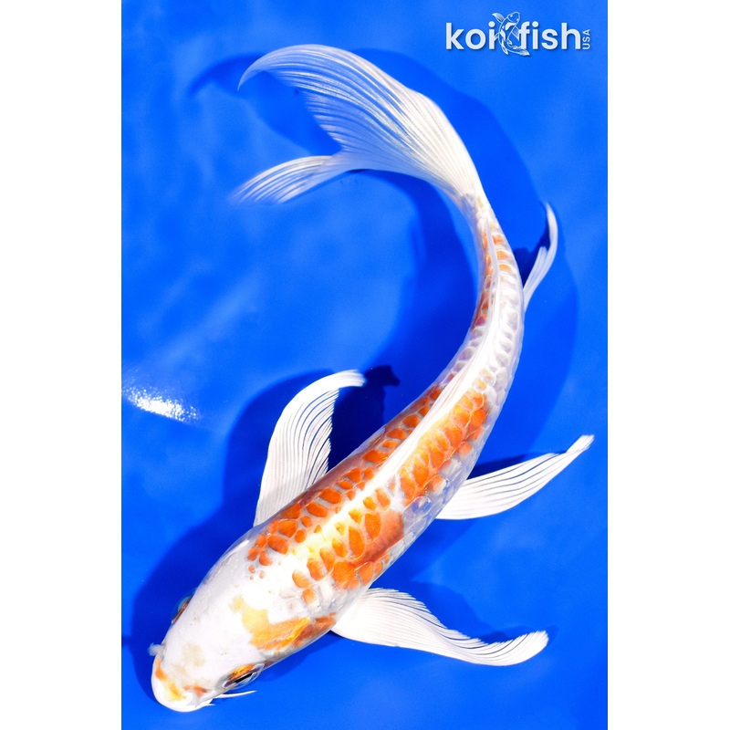 7.5" KIKUSUI BUTTERFLY