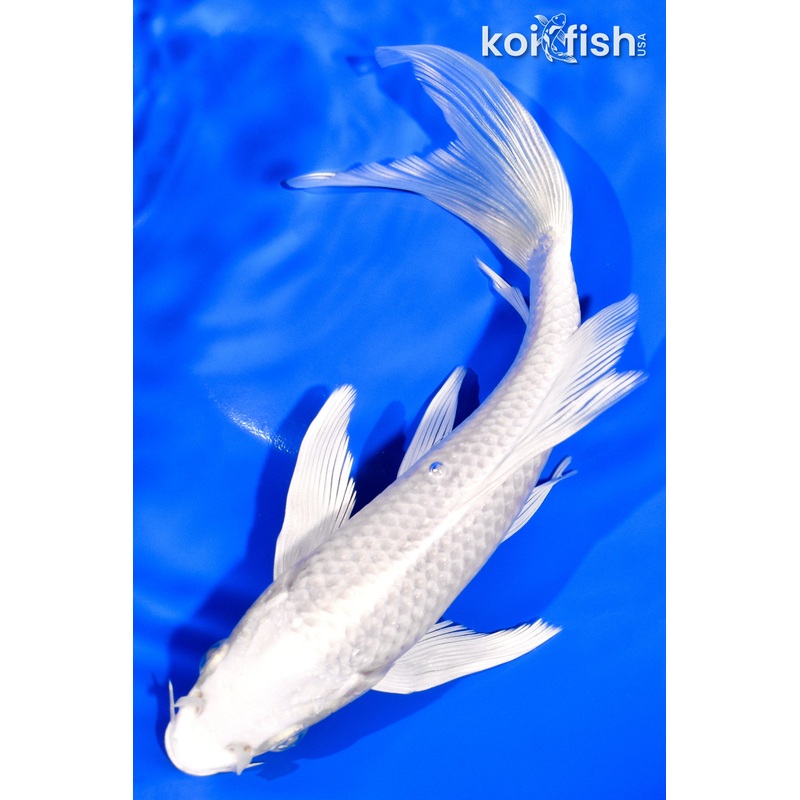 7.5" PLATINUM OGON BUTTERFLY