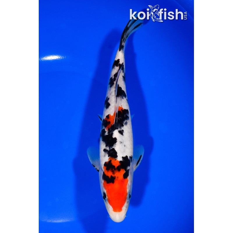 7.5" SANKE