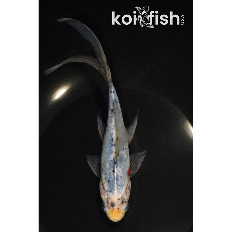 7.5" SHUBUNKIN GOLDFISH