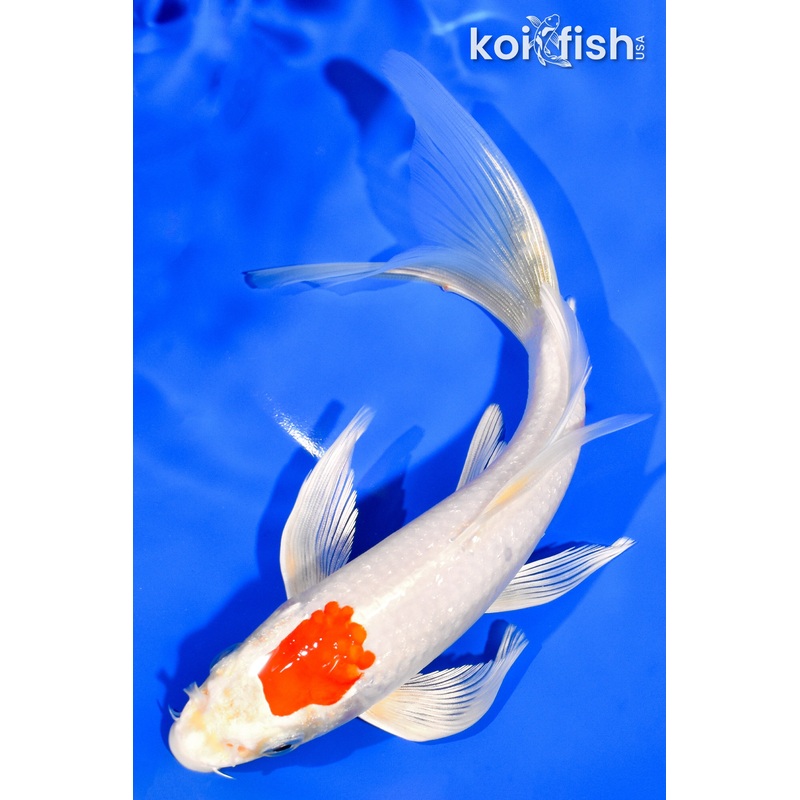 7.5" TANCHO HARIWAKE BUTTERFLY