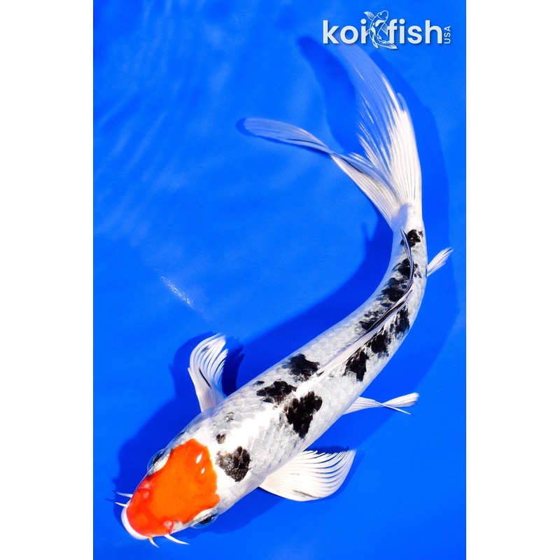 7.5" TANCHO YAMATO NISHIKI BUTTERFLY