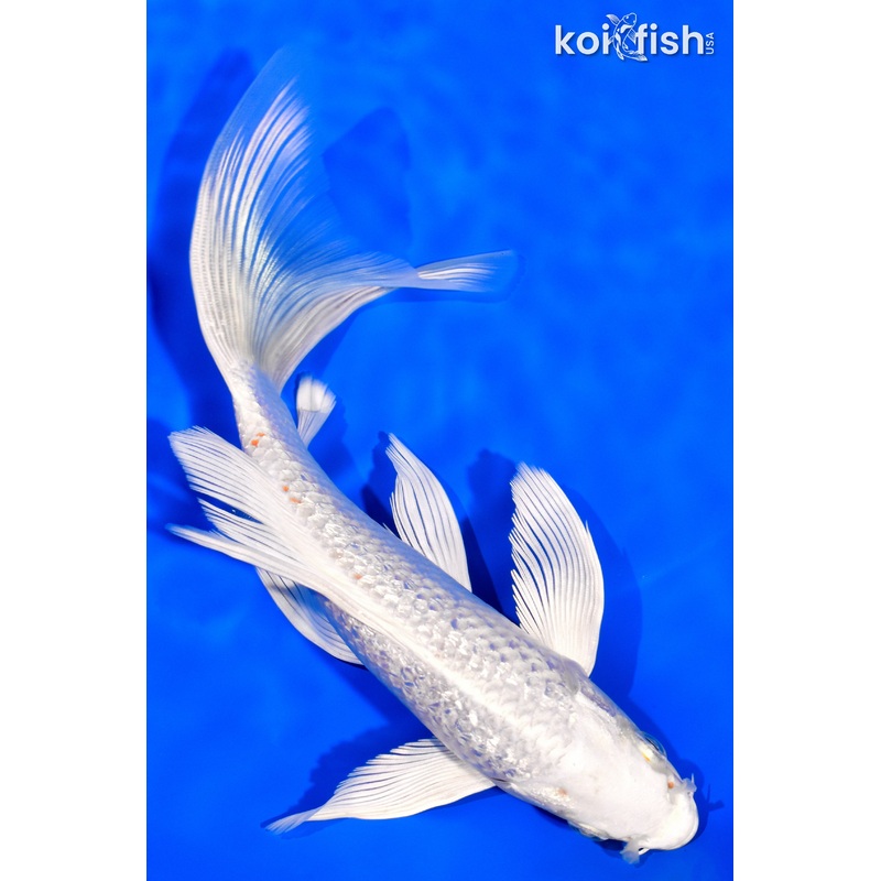7.75" GINRIN PLATINUM OGON BUTTERFLY