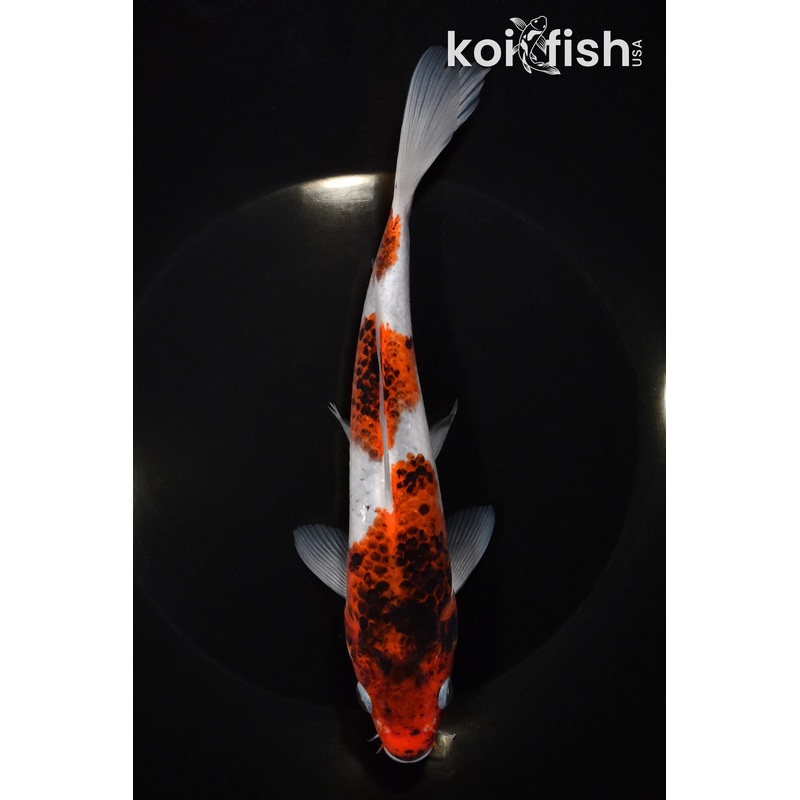7.75" GOROMO