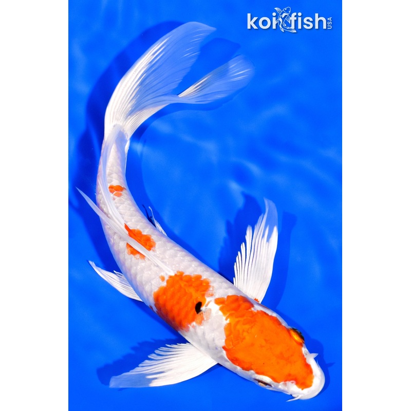 7.75" HARIWAKE BUTTERFLY