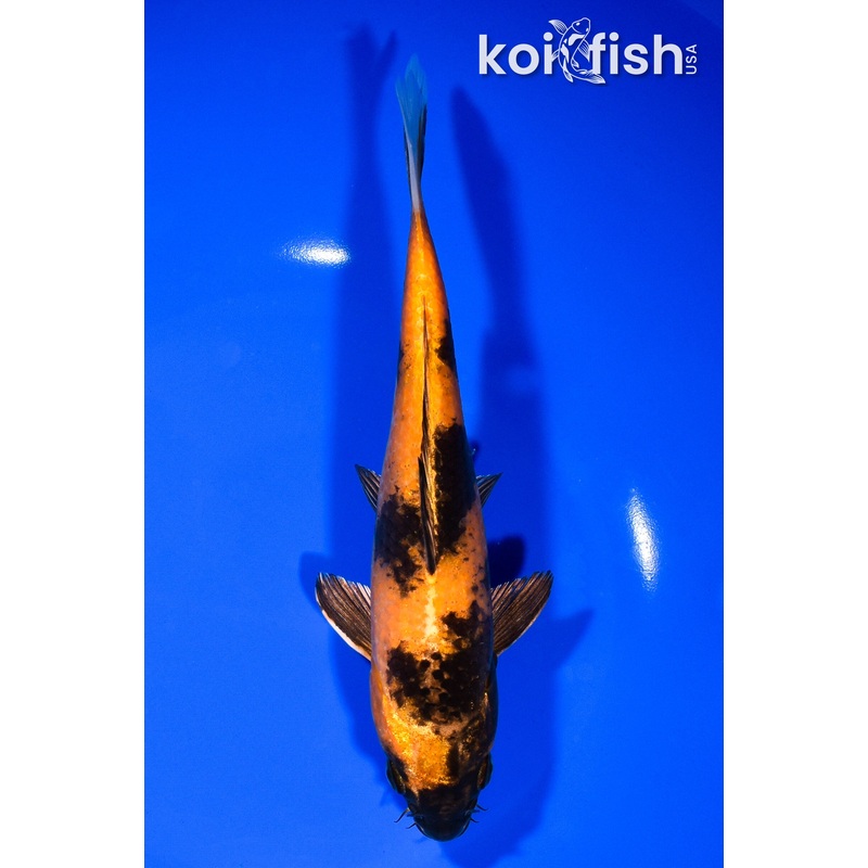 7.75" KIN HI UTSURI