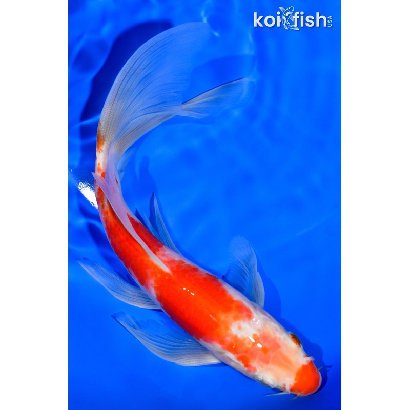 7.75" KOHAKU BUTTERFLY