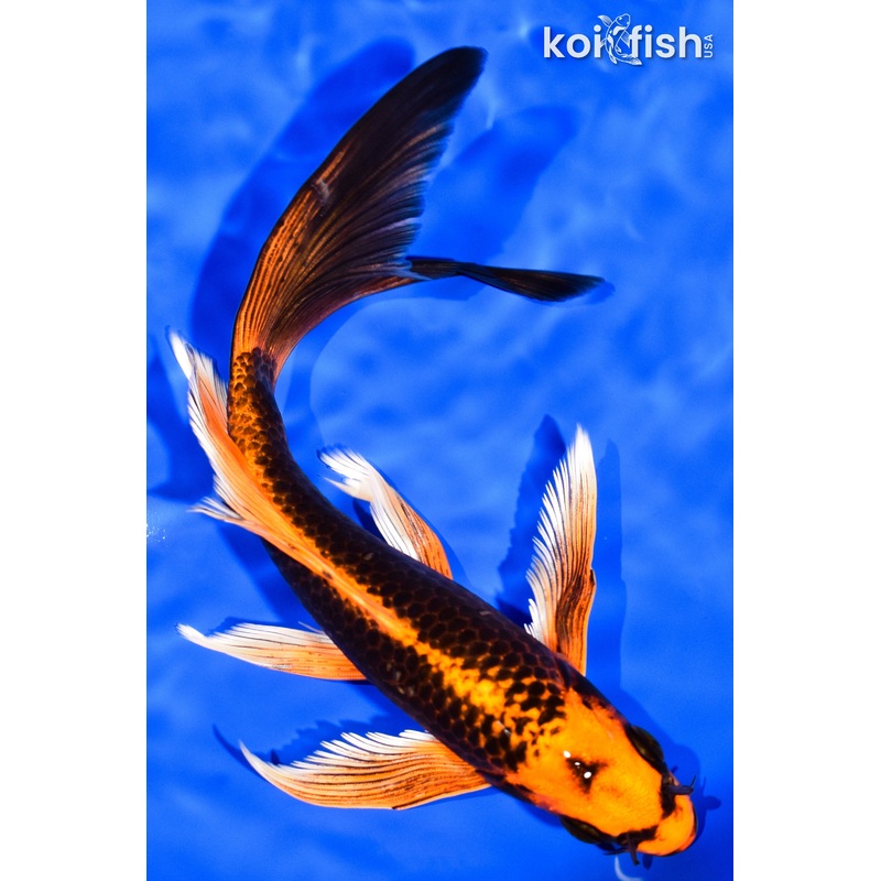 7.75" ORENJI MATSUBA BUTTERFLY