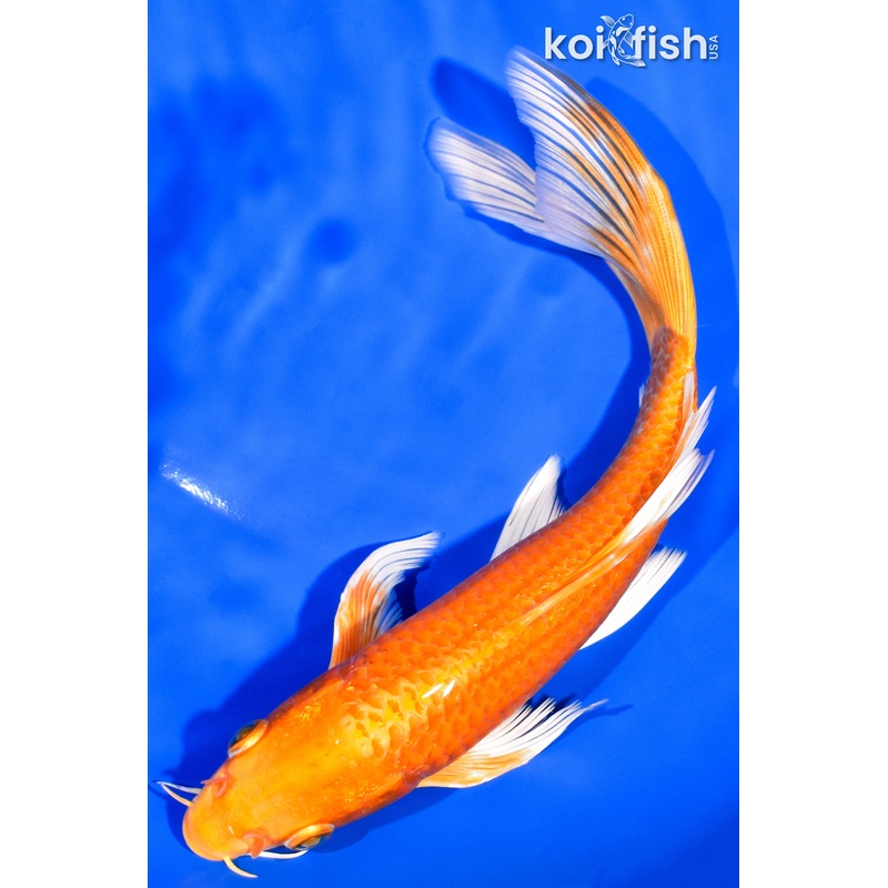 7.75" ORENJI OGON BUTTERFLY