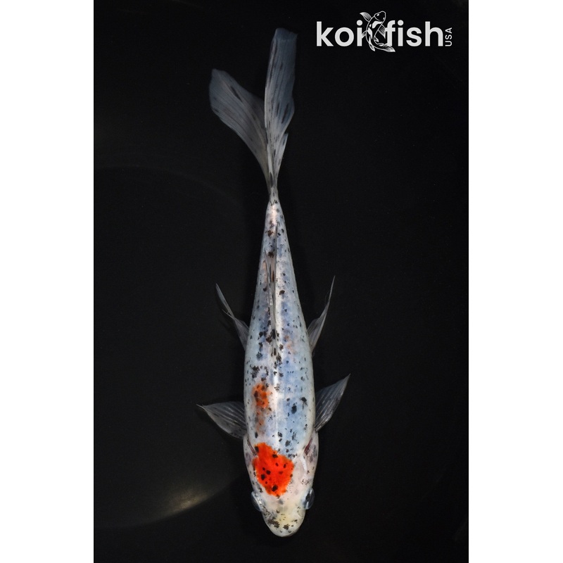 7.75" SHUBUNKIN GOLDFISH
