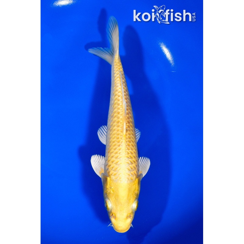 7.75" YAMABUKI OGON