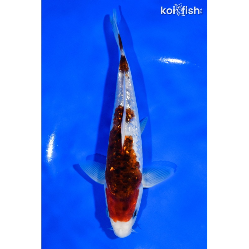 7" GINRIN GOROMO