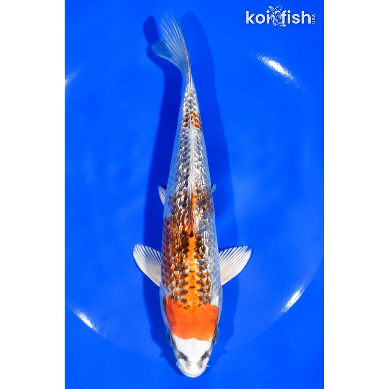 7" GINRIN KUJAKU