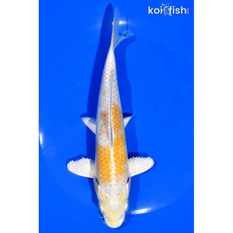 7" HARIWAKE