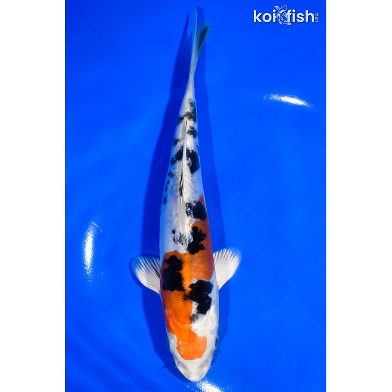 7" HEISEI NISHIKI