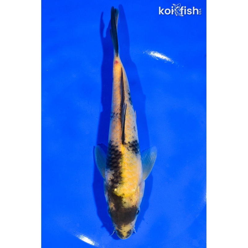 7" KI UTSURI