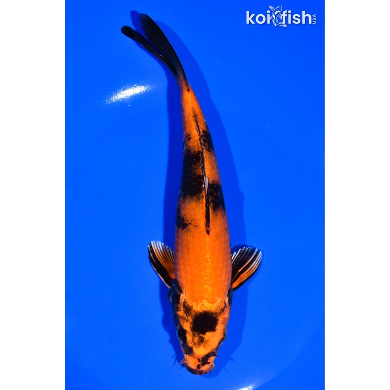 7" KIN HI UTSURI