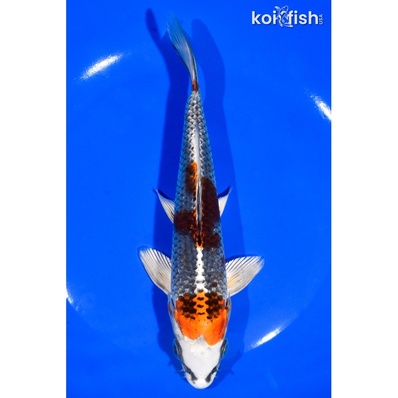 7" KUJAKU