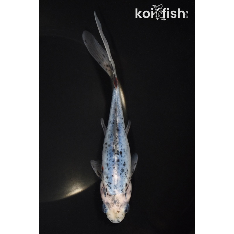 7" SHUBUNKIN GOLDFISH