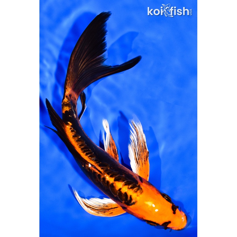 8.25" DOITSU ORENJI MATSUBA BUTTERFLY