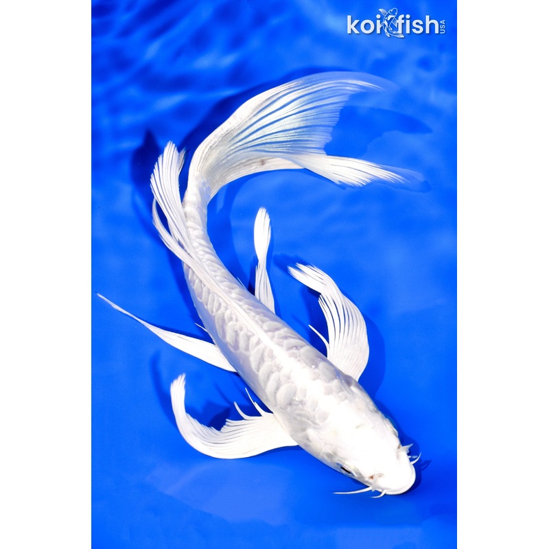 8.25" DOITSU PLATINUM OGON BUTTERFLY