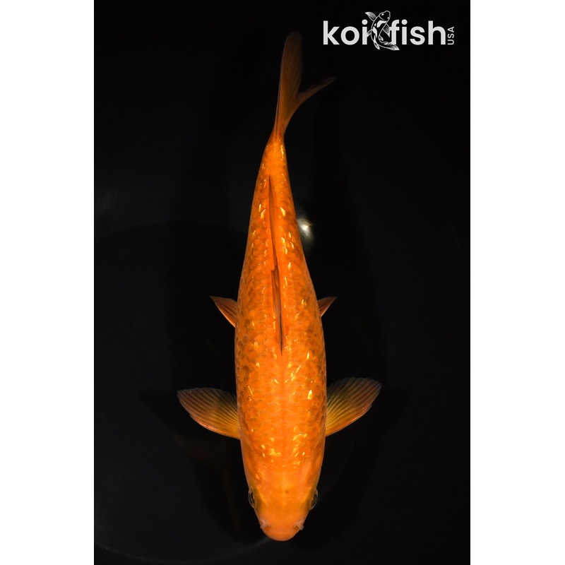 8.25" GINRIN CHAGOI