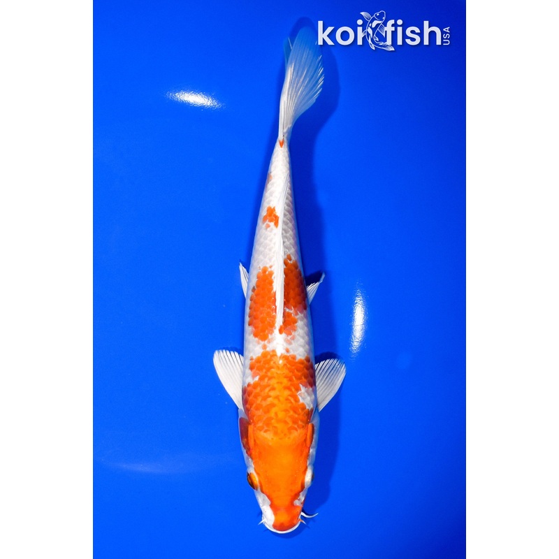 8.25" HARIWAKE