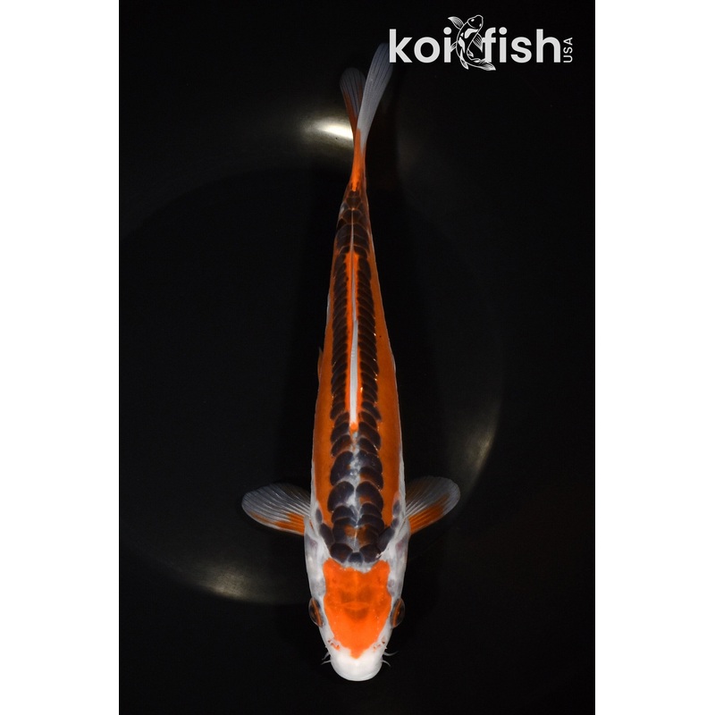 8.25" HI SHUSUI