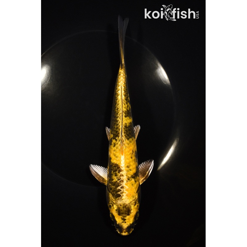 8.25" KIN KI UTSURI