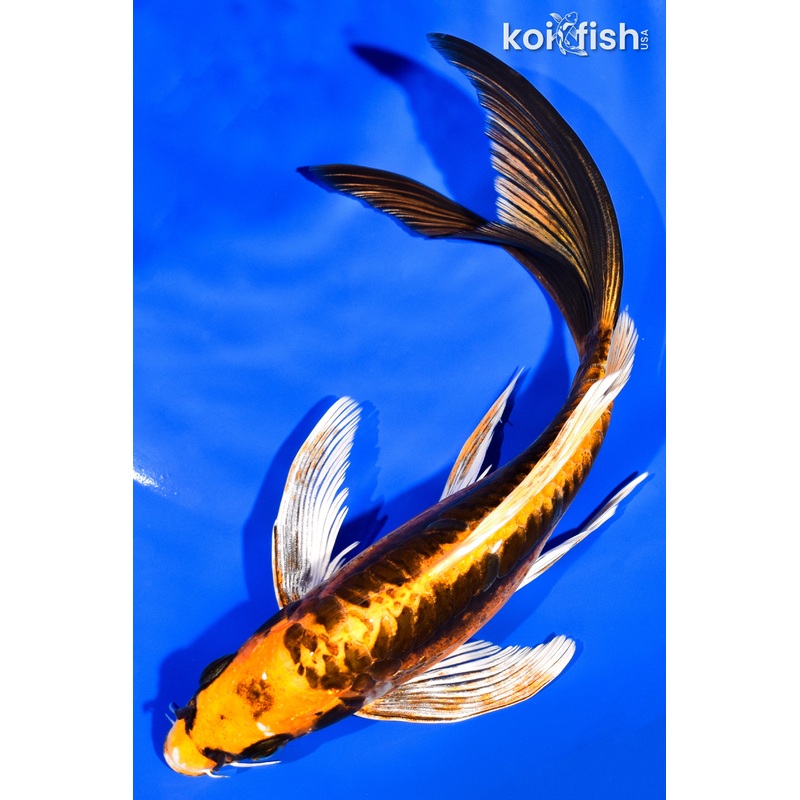 8.25" KIN KIKOKURYU BUTTERFLY