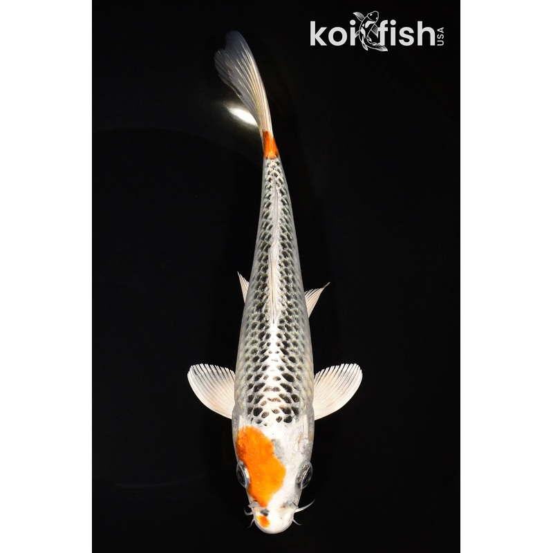 8.25" KUJAKU