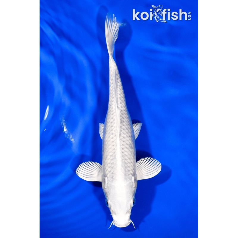 8.25" PLATINUM OGON