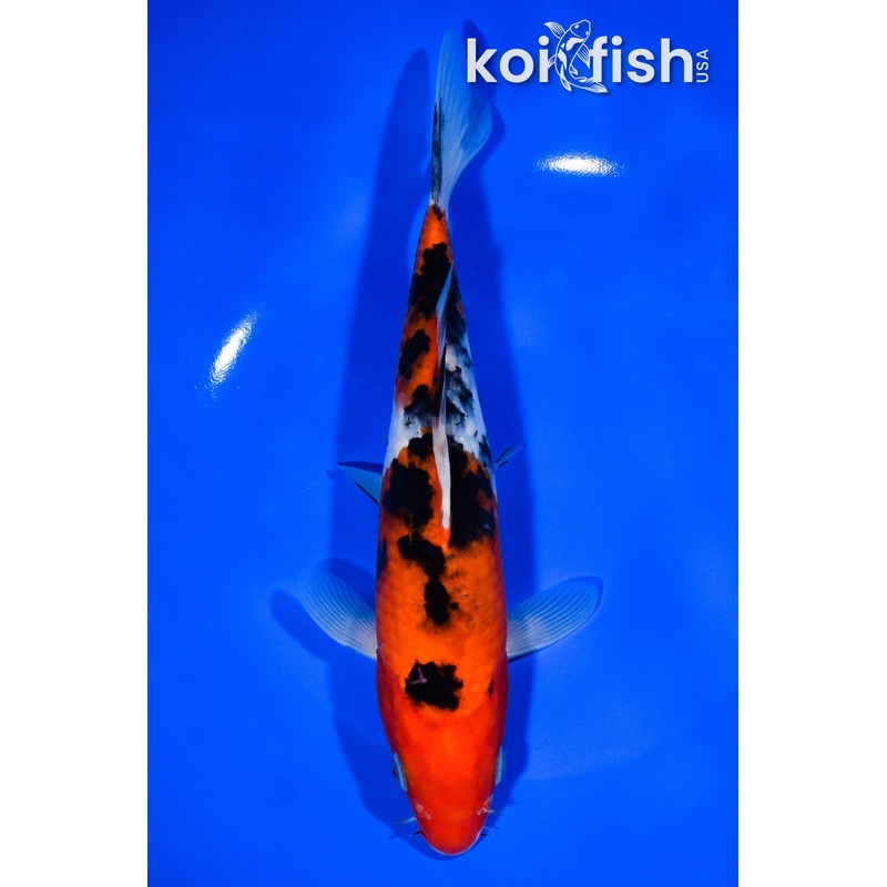 8.25" SANKE