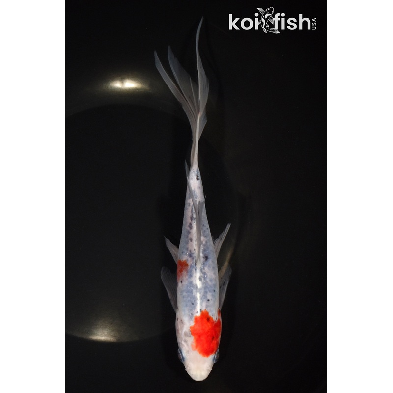 8.25" SHUBUNKIN GOLDFISH