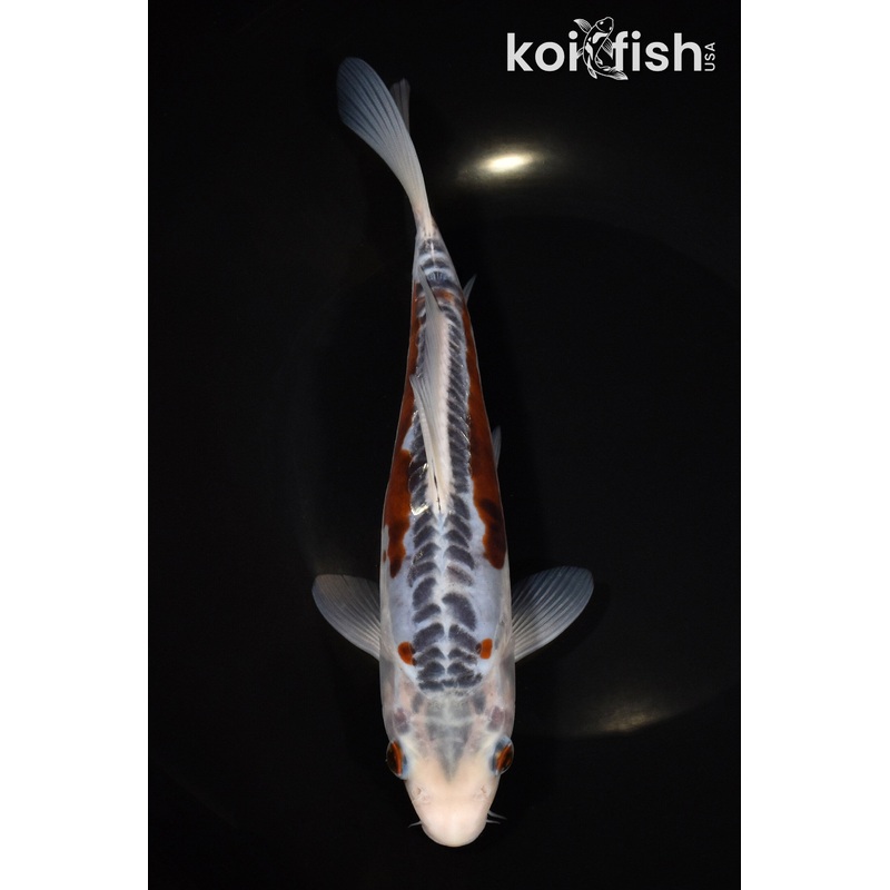 8.25" SHUSUI