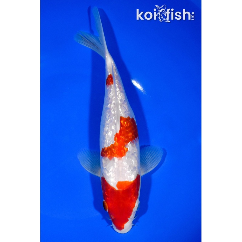 8.5" GINGIN SANDAN KOHAKU