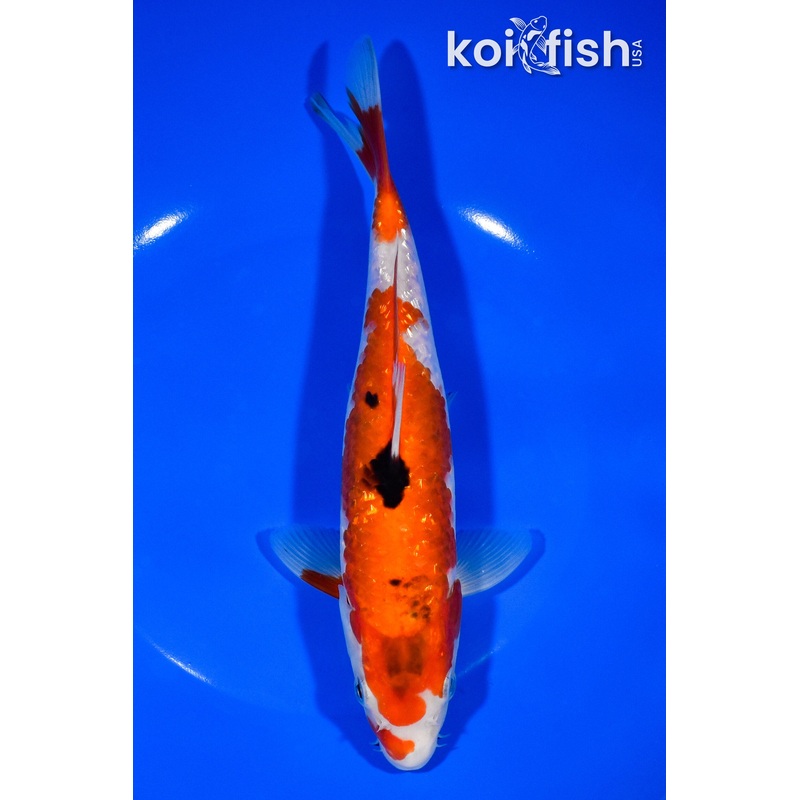 8.5" GINRIN SANKE