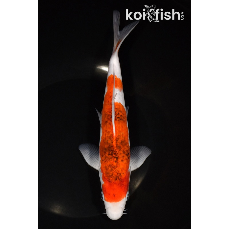 8.5" GOROMO