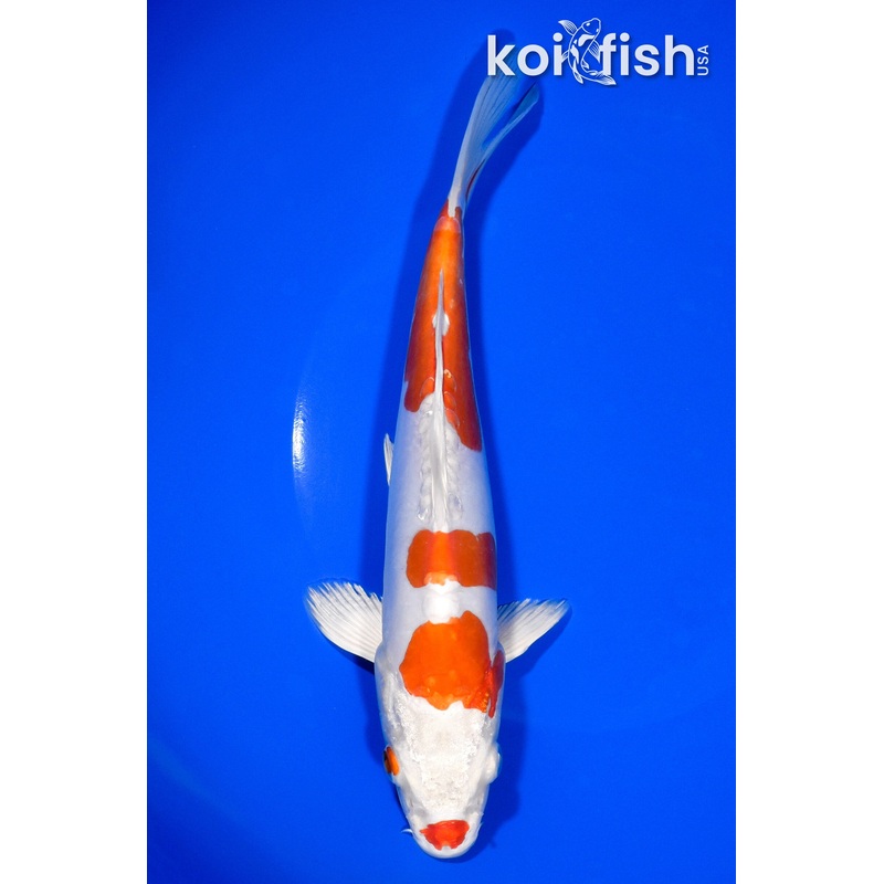 8.5" KIKUSUI