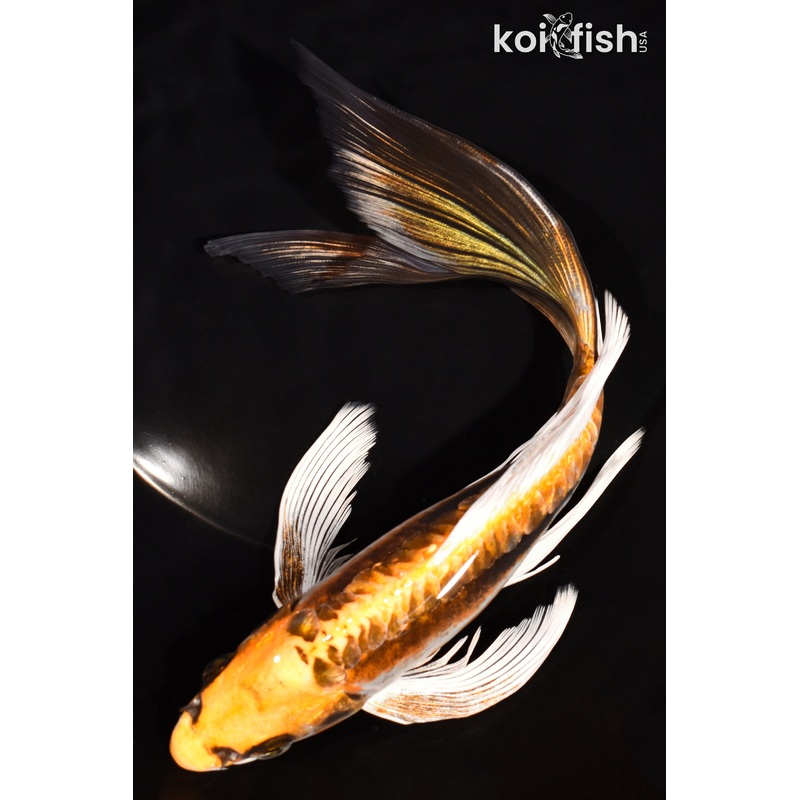 8.5" KIN KIKOKURYU BUTTERFLY