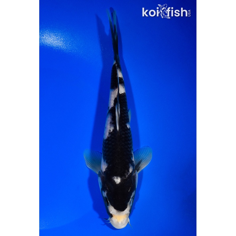 8.5" MATSUKAWABAKE