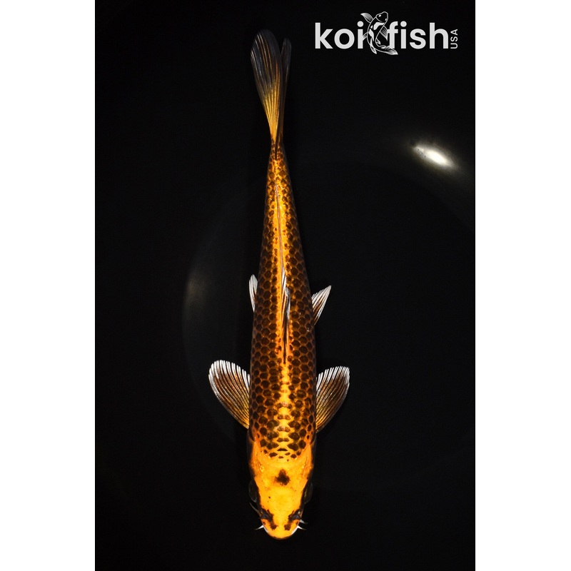 8.5" ORENJI MATSUBA