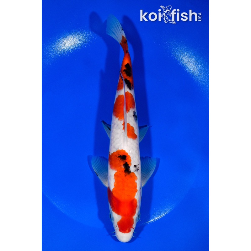 8.5" SANKE