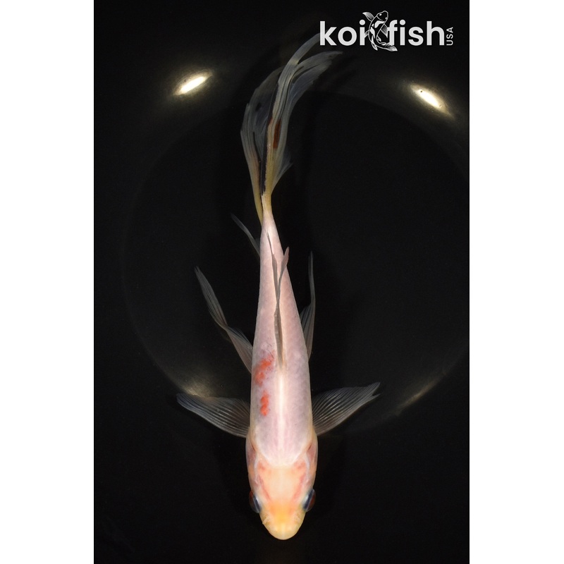 8.5" SARASA COMET GOLDFISH
