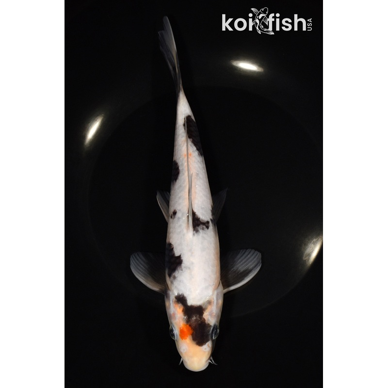 8.5" SHIRO UTSURI
