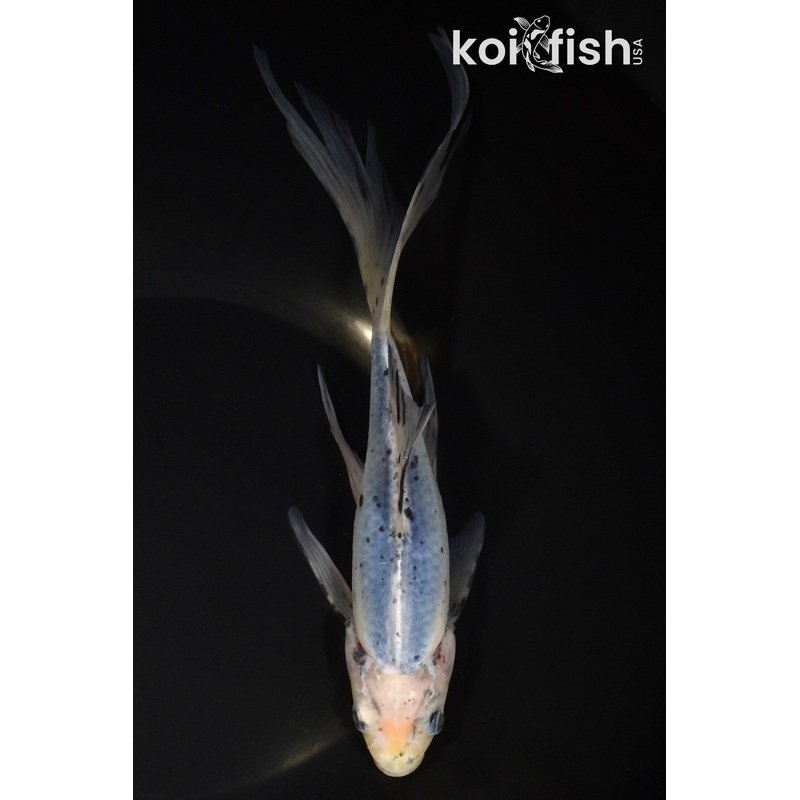 8.5" SHUBUNKIN GOLDFISH